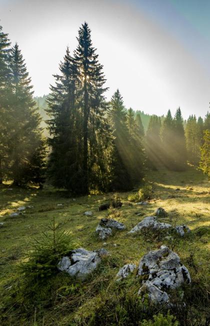 Foresta con alberi e raggi di sole, rocce sparse sul terreno.