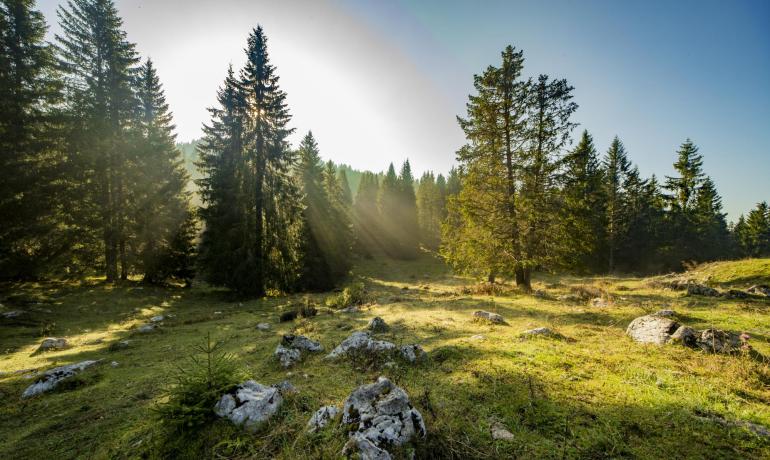 Foresta con alberi e raggi di sole, rocce sparse sul terreno.