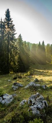 Un prato alpino con alberi e rocce, illuminato dal sole mattutino.