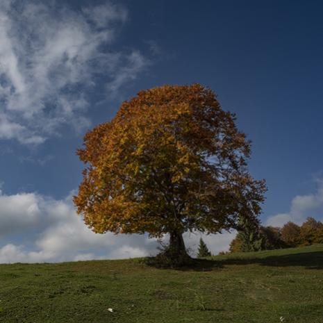 Albero solitario in un prato verde sotto un cielo blu con nuvole.