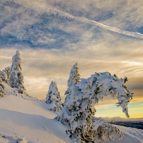 Paesaggio invernale con alberi innevati al tramonto.