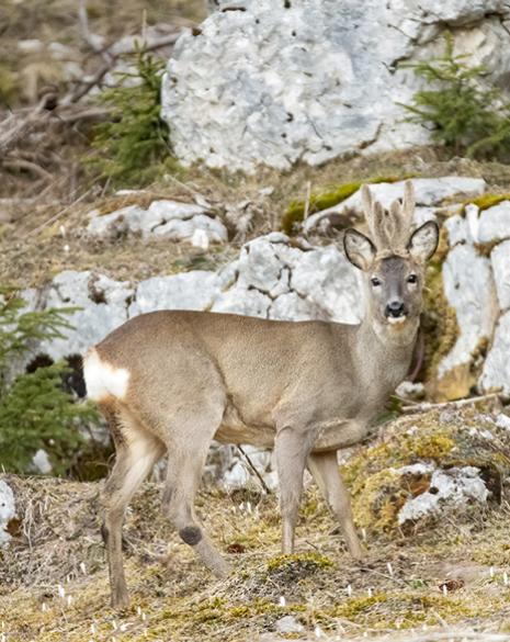 Cervo nel suo habitat naturale tra rocce e alberi.