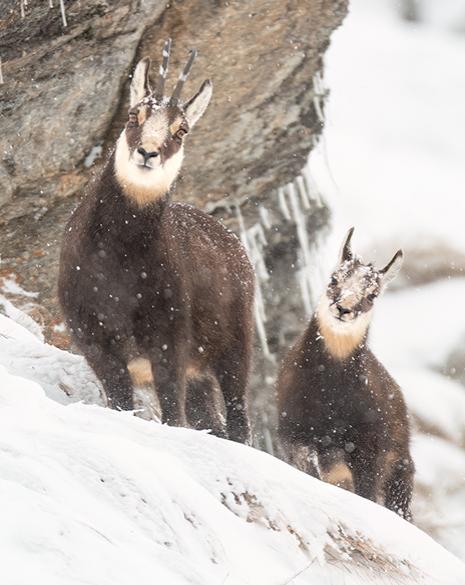 Due camosci su una montagna innevata con stalattiti di ghiaccio.