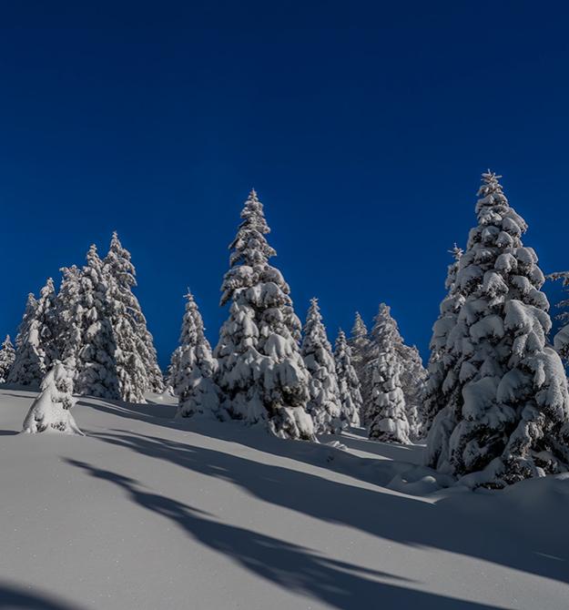 Alberi innevati sotto un cielo blu in una giornata invernale.