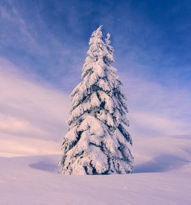 Albero innevato solitario in un paesaggio invernale con cielo azzurro.