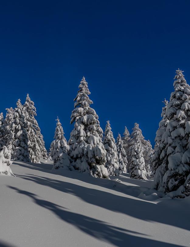 Alberi innevati sotto un cielo blu in una giornata invernale.