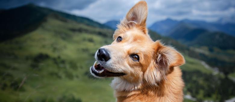 Un cane sorridente in montagna con uno sfondo verde e collinare.